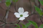 Flowering dogwood